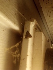 Tetanolita mynesalis