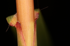 Saccharum brevibarbe