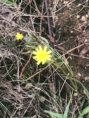 Cichorieae