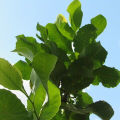Curatella americana