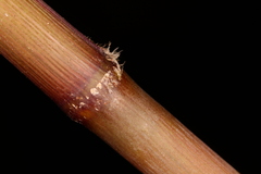 Saccharum brevibarbe