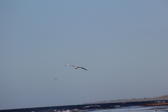 Laridae