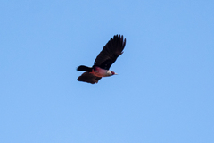 Melanerpes lewis
