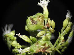 Schizomyia eupatoriflorae