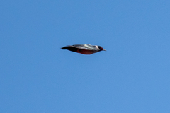 Melanerpes lewis