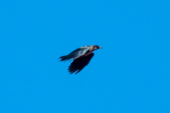 Melanerpes lewis
