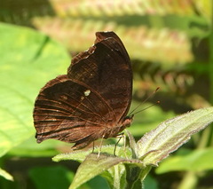 Junonia hedonia