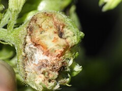 Schizomyia eupatoriflorae