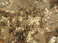 Lasius americanus