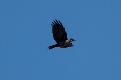 Melanerpes lewis