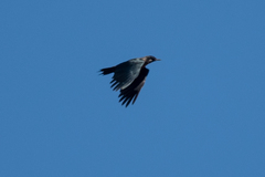 Melanerpes lewis