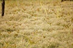 Eragrostis hypnoides