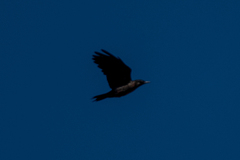 Melanerpes lewis