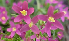 Centaurium tenuiflorum