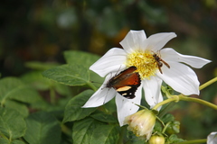 Polistes humilis humilis