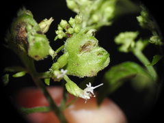 Schizomyia eupatoriflorae