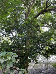 Xylocarpus granatum