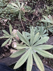 Lupinus latifolius