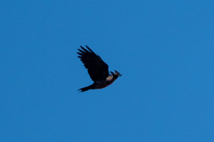 Melanerpes lewis