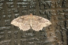 Rheumaptera meadii