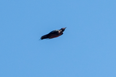 Melanerpes lewis