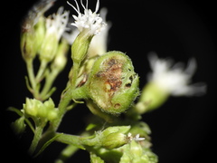 Schizomyia eupatoriflorae