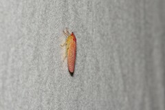 Gyponana gladia