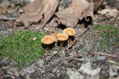 Coltriciaceae