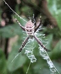 Argiope keyserlingi