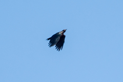 Melanerpes lewis