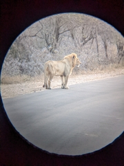 Panthera leo melanochaita