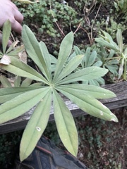 Lupinus latifolius