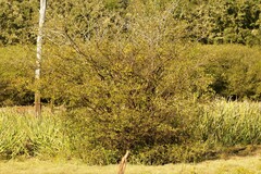 Planera aquatica