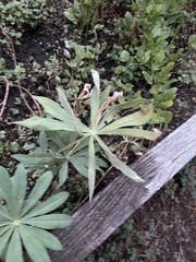Lupinus latifolius