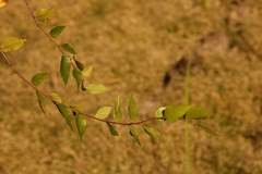Planera aquatica