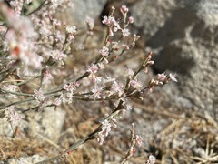 Eriogonum wrightii