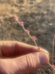 Eriogonum roseum