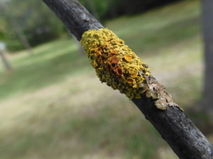 Xanthomendoza hasseana