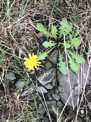 Taraxacum officinale