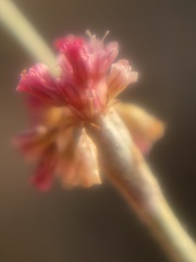 Eriogonum roseum