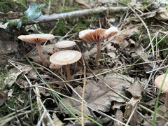 Laccaria laccata