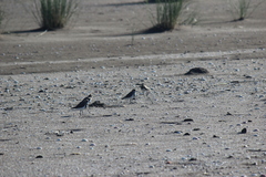 Charadrius falklandicus