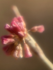 Eriogonum roseum