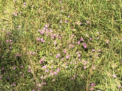 Agalinis purpurea