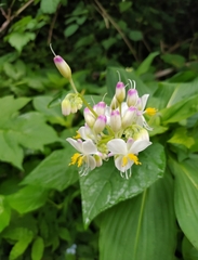 Tinantia macrophylla