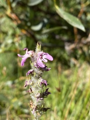 Pedicularis attollens