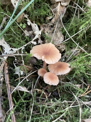 Laccaria laccata