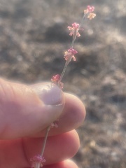 Eriogonum roseum