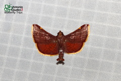 Hypsopygia pelasgalis
