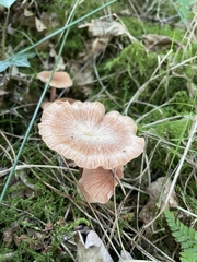 Laccaria laccata